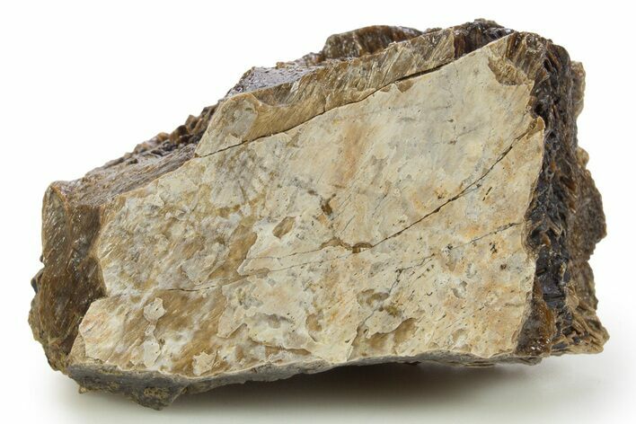 Fossil Tyrannosaur (T rex) Bone Section - Wyoming #309909